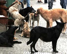 Che ignobile e rivoltante viltà la violenza su animali indifesi