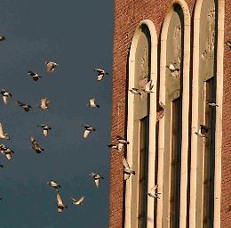 Falchi contro i piccioni

