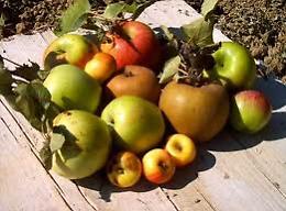 Castello dei Frutti Antichi: piante, fiori e frutti dimenticati