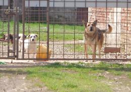 'Cani in cattive condizioni igieniche'