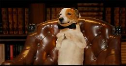 Pongo il cane milionario