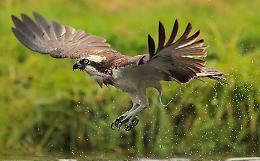 Giornata europea del birdwatching all'Oasi Lipu Lancone di Gussola 
