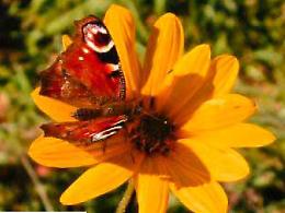 Foto fra poesia e tecnica Mostra di Ferrari all’Adafa