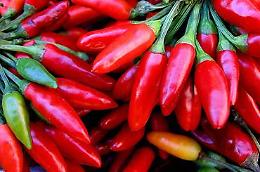 Il peperoncino in mostra a Cremona 