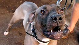 Cagnolino ucciso da due pitbull