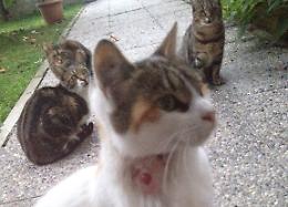 Impallinati i gatti della colonia