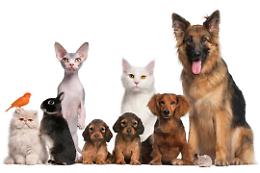 PetsFestival nel weekend a Piacenza