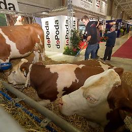 TUTTE LE NEWS DALLA FIERA DEL BOVINO 2014