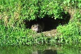 Eradicazione delle nutrie, via libera dalla commissione