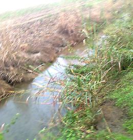 Canale strapieno, topi e nutrie: protesta il Cambonino