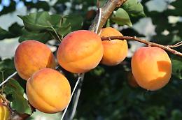 Frutti, bacche e drupe nel menù di Licia