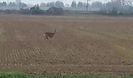 Capriolo 'catturato' da un obiettivo