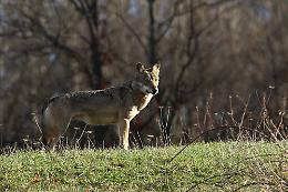 Lupo azzanna veste a bimba in villaggio turistico salentino