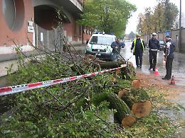 Cade un albero davanti all'asilo, tragedia sfiorata