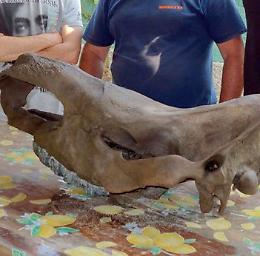 Tutti a far visita a &lsquo;Rino&rsquo;.  In mostra i colossi del Po