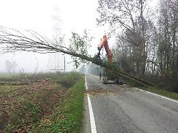 'Piante  malate', maxi intervento di disboscamento