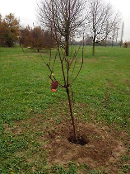 Rubano anche gli alberi da frutto
