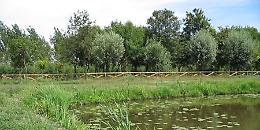 Il documentario 'L’olmo è anche un albero - il fiume racconta' al Museo civico