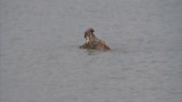 Il gufo nel lago "nuota" a delfino