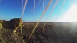 La passeggiata nella savana vista dalle fauci del leone