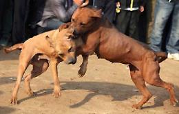 L'ombra del combattimento tra cani