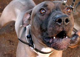 Lotte tra cani, tracce in Internet
