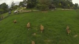 Drone precipita tra i leoni