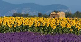 Viaggio di Pasqua in Camargue e Provenza ‘Sulle tracce di Vincent Van-Gogh