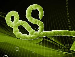 Virus Ebola, il 22 incontro al Filo