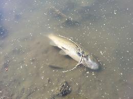 Le immagini del recupero del pesce dal naviglio
