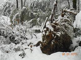 Quercia di 250 anni sradicata dal peso della neve 