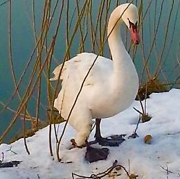 Cigno ferito, mobilitazione a San Nazzaro per 'Obama'