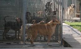 Canile, l'Associazione Zoofili: «Il Tar ci dà ragione nei contenuti, faremo ricorso all’Anac e al Consiglio di Stato'