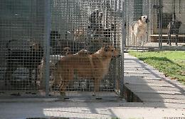 Canile, respinto dal Tar Lombardia il ricorso degli Zoofili