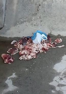 Scarti di macellazione nel canale ad Agoiolo