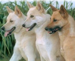 Cinque cani avvelenati