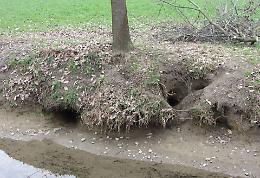 La protesta dei residenti: 'Nutrie anche nei giardini'