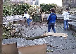 Quegli alberi spezzati
«pericolo per i bambini»