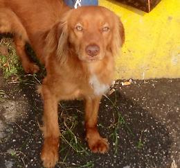 Cane 'adottato' dagli studenti dello Ial