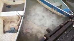 Brasile, il pasto dei piranha: l'acqua brulica di pesci famelici