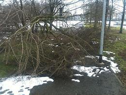 Post nevicata, a terra 1000 tonnellate di alberi e rami: raccolta ancora in corso