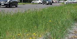 In città erba alta come nella savana