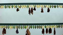 Il fascino della trasformazione: da crisalidi a farfalle