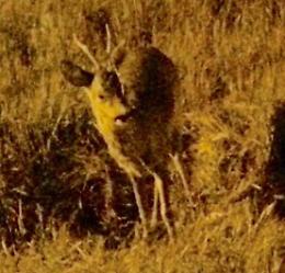 Capriolo a spasso per via Riglio
