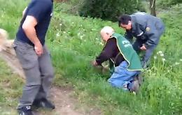 Stordito in autostrada, capriolo curato all'Anpana e liberato
