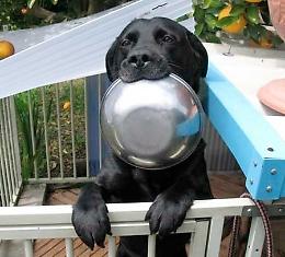 Niente 'sfratto' per  i cani della Borlenghetta
