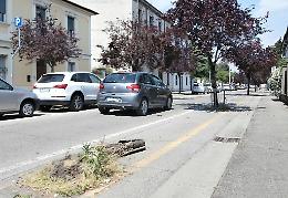 Piante tagliate,  Comune senza soldi
 Ci pensano i cittadini di via Diaz
