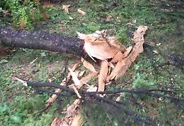 Crema. Fulmine colpisce un albero: una donna colpita dalle schegge 
