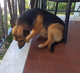 Quattro colpi contro il cane