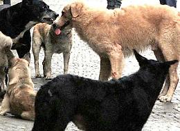 Randagismo, convocati i sindaci del Casalasco
